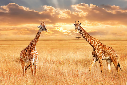 Giraffes in the African savannah. Wild nature of Africa. Artistic African image.