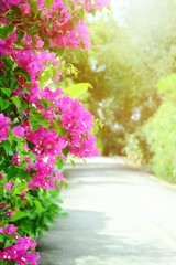 Bougianvillea blossoming edge concrete road