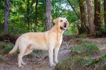 Labrador Retriever in the forest