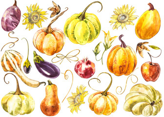 Big set of Pumpkins. Hand drawn watercolor painting on white background. Watercolor illustration.