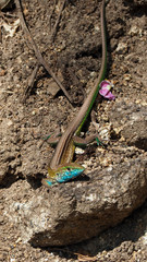 Fototapeta na wymiar closeup of a blue lizard in colombia