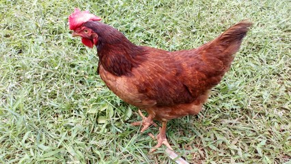Brown chicken stands in a green garden.