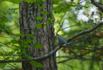 Nuthatch on the tree in the forest. Selective focus with shallow depth of field.