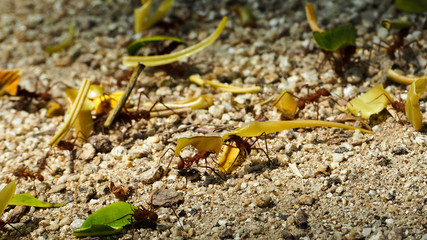 closeup of ants carrying food