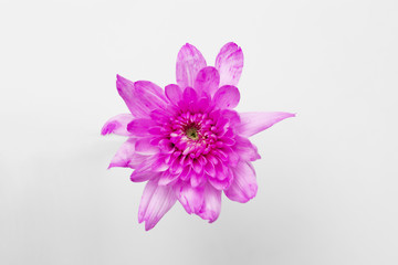 Floating Chrysanthemums on white background