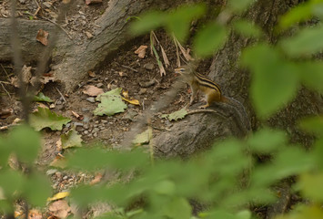 Chipmunk in the woods. Selective focus with shallow depth of field.