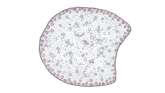monocot stem - cross section cut under the microscope &ndash; microscopic view of plant cells for botanic education