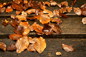wet leaves on wooden planks in the autumn