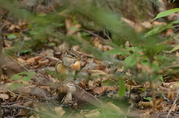 Chipmunk in the woods. Selective focus with shallow depth of field.