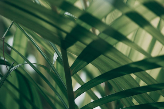Fototapeta Blurred tropical green leaf outside the window, Dark tone
