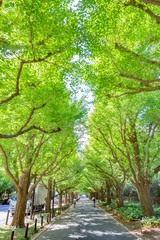 Obraz premium 新緑の銀杏並木