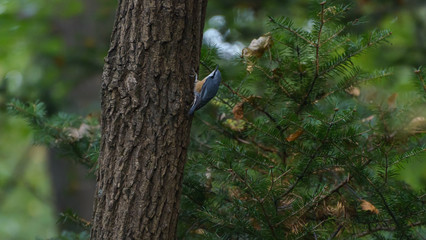 Nuthatch on the tree in the forest. Selective focus with shallow depth of field.