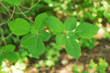 Beautiful bright spring green leaves. Deciduous forest
