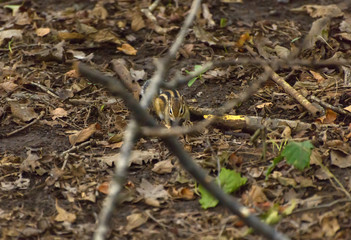Chipmunk in the woods. Selective focus with shallow depth of field.