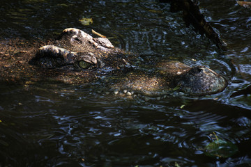 The big crocodile in the north of Thailand.