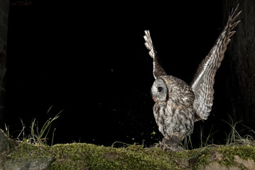 A Tawny owl, hunting mouse, rural environment, flying