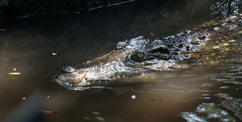 The big crocodile in the north of Thailand.