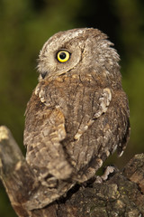 Otus scops, Eurasian Scops Owl, small owl, perched on a branch