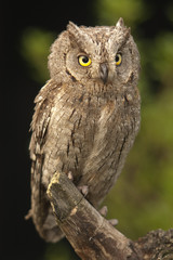 Otus scops, Eurasian Scops Owl, small owl, perched on a branch