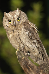 Otus scops, Eurasian Scops Owl, small owl, perched on a branch