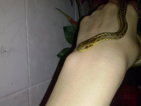 snake on branch