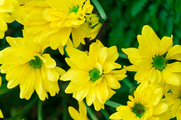 Yellow flower in the garden.