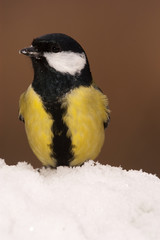 Great tit (Parus major). Garden bird, looking for food in the snow, winter