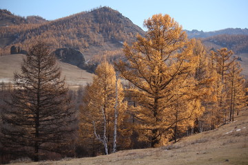 Fototapeta na wymiar Landscape and scenery with yellow trees in autumn at Terelji National Park, Mongolia