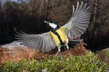 Great tit (Parus major). Garden bird, looking for food, in flight