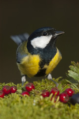 Naklejka premium Great tit (Parus major). Garden bird, portrait with fruits and autumn colors