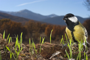Great tit (Parus major). Garden bird, portrait with fruits and autumn colors