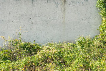 Vintage background - concrete wall and creepers