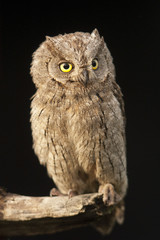 Otus scops, Eurasian Scops Owl, small owl, perched on a branch with black background