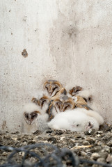 owl (Tyto alba), nest with chickens in an old house