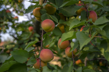Prunus armeniaca tree branches full of frits, ripening apricots on the tree during summer season