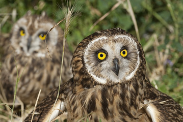 Obraz premium Short eared owl, Asio flammeus, country owl, portrait of eyes and face