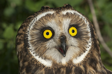 Short eared owl, Asio flammeus, country owl, portrait of eyes and face