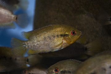 Herotilapia multispinosa (Rainbow Cichlid) juvenile in freshwater tropical aquarium