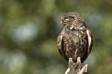 The little owl, nocturnal raptors, Athene noctua, perched on a log where the mouse hunts and small insects