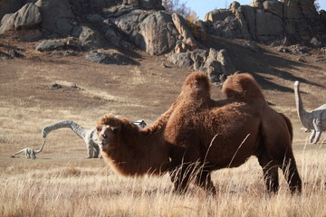 Camel looking into camera with dinosaur sculpture and mountain range in the back at open air museum of Terelji National Park, Mongolia