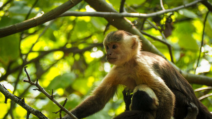 monkey mother breastfeeding her baby in the trees