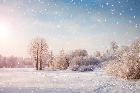 Beautiful Trees In Winter Landscape In Early Morning In Snowfall