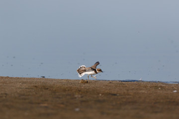 Little Ringed Plover (Charadrius dubius).