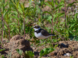 Little Ringed Plover (Charadrius dubius).