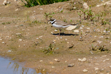 Little Ringed Plover (Charadrius dubius).