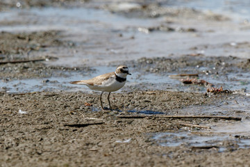 Little Ringed Plover (Charadrius dubius).