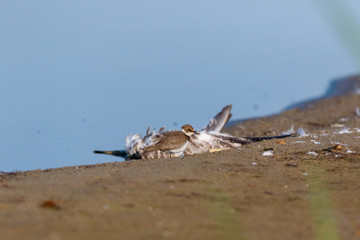 Little Ringed Plover (Charadrius dubius).
