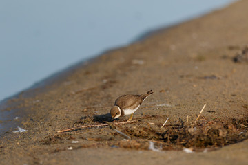 Little Ringed Plover (Charadrius dubius).