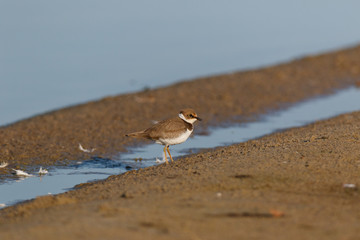 Little Ringed Plover (Charadrius dubius).