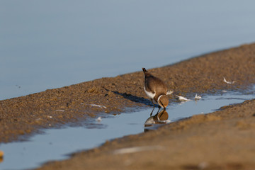 Little Ringed Plover (Charadrius dubius).